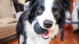 Nebezpečné pamlsky a hračky pro vašeho psa, kterým byste se měli vyhnout obloukem
