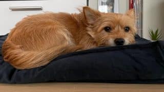 Choulí se pes do klubíčka, když jde spát? Je naprosto stěžejní chápat, proč to dělá