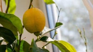 Vypěstujte si vlastní citrony –⁠ na zahradě i balkóně. Jeden keřík vám dá až 10 plodů naráz