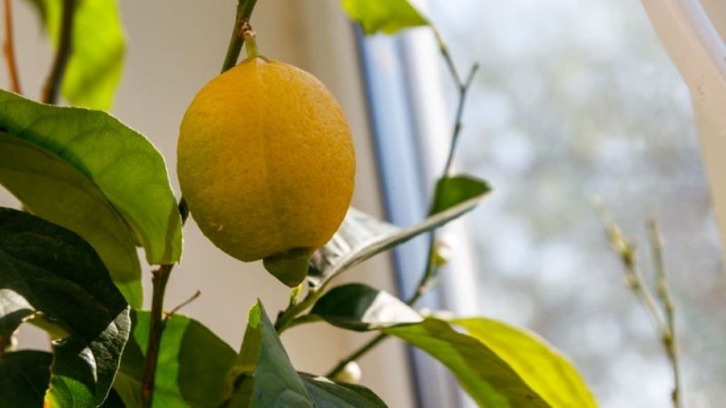 pestovat citrony doma parapet