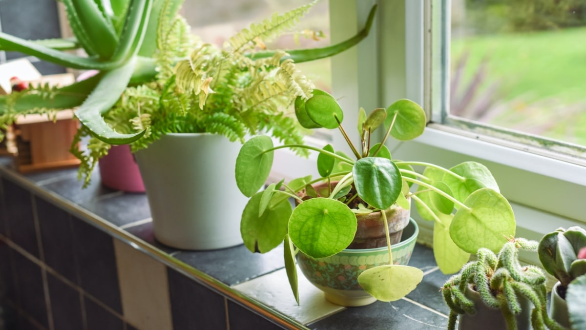 Kyslíkové bomby, které by měl mít doma každý – 10 rostlin, které budou ozdobou domácnosti a nejsou nijak náročné