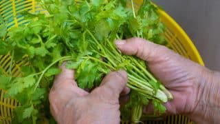 5 nestandardních způsobů, jak využít stonky zeleniny a bylin. Kdo je nezná, ten vyloženě plýtvá penězi