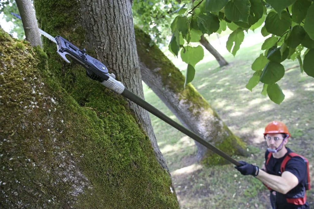 prorezavani vetvi stromu