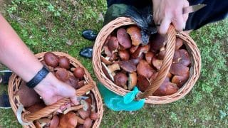 Čeští houbaři mají ve zvyku dělat obrovské množství chyb. Jak se úplně vyhnout riziku při sběru i přípravě?