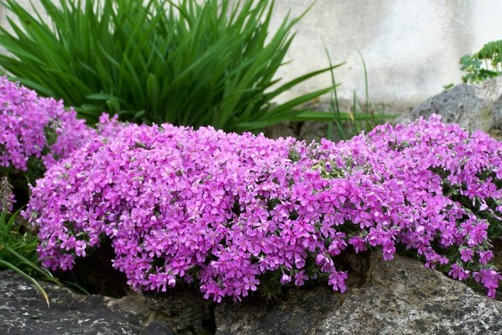 zahrada rostliny floxy