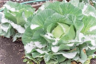 Tuto zeleninu nezastaví chladné počasí, a dokonce ani sníh. Úroda ze zahrady zdaleka není u konce, ba naopak