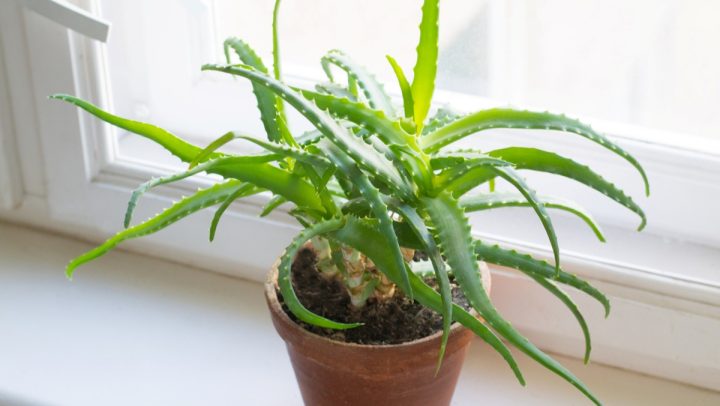 aloe vera parapet