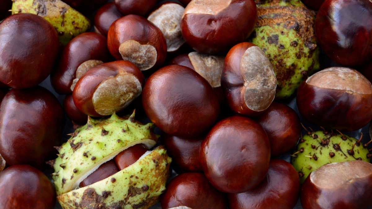 Prací prášek z kaštanů –⁠ revoluční nápad chytrých žen. Jeho čisticí schopnosti jsou nepřekonatelné a vyjde doslova na 0 korun