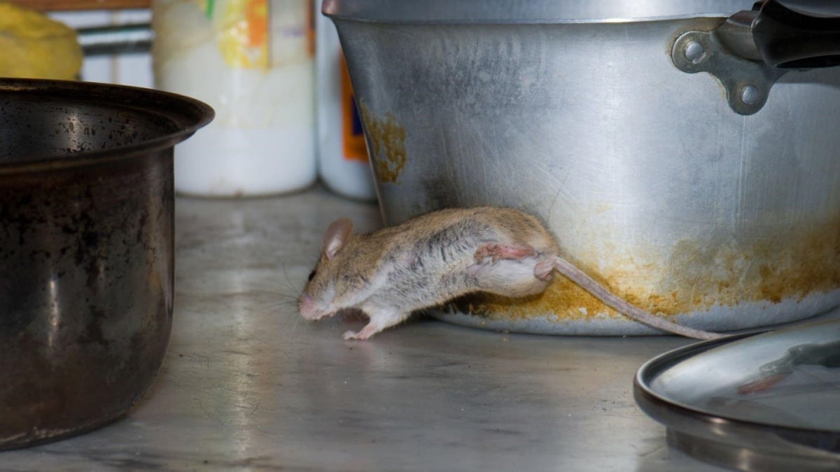 Jak dát myším definitivní STOPku: Existují pachy, které k smrti nenávidí. Obyčejné koření z kuchyně ochrání celý dům