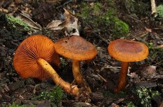 Lékaři bijí na poplach: Nejjedovatější houba v ČR byla donedávna považována za jedlou. Otrava se projeví až po 3 týdnech