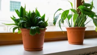 Zelení uspávači: 6 rostlin, které navozují klidný spánek. V ložnici by měly mít své místo, na péči nejsou náročné