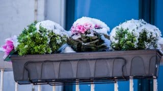 Balkon plný barevných květin i v zimě: Nesmrtelné rostliny, kterým nevadí ani mráz a nízké teploty