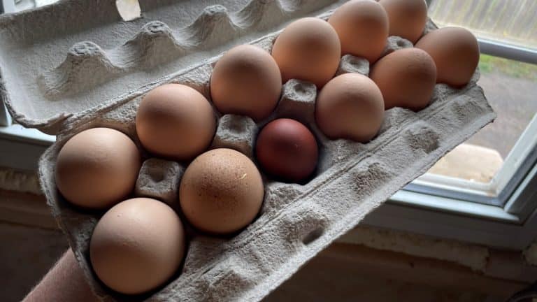 Kartony od vajec je škoda vyhazovat. U citrusů mohou zabránit plísni, poslouží i jako nádoba proti rozbití