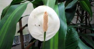 kvetina toulcovka lopatkovec