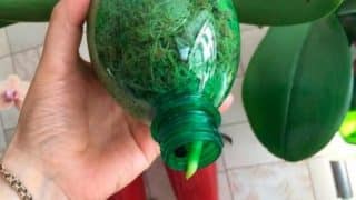 Jak zachránit orchidej na sklonku smrti: Zahradník ukázal trik s PET láhví, který zaručeně pomůže v jakémkoli stádiu