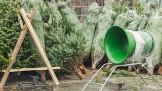 Jednoduchý trik, jak vybrat nejkrásnější živý vánoční stromek i bez rozbalování. Nedá se šlápnout vedle