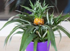 Pěstovat ananas doma v květináči