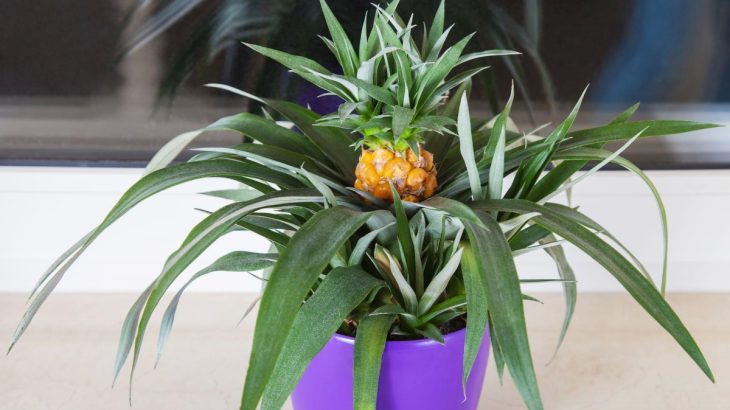 Pěstovat ananas doma v květináči