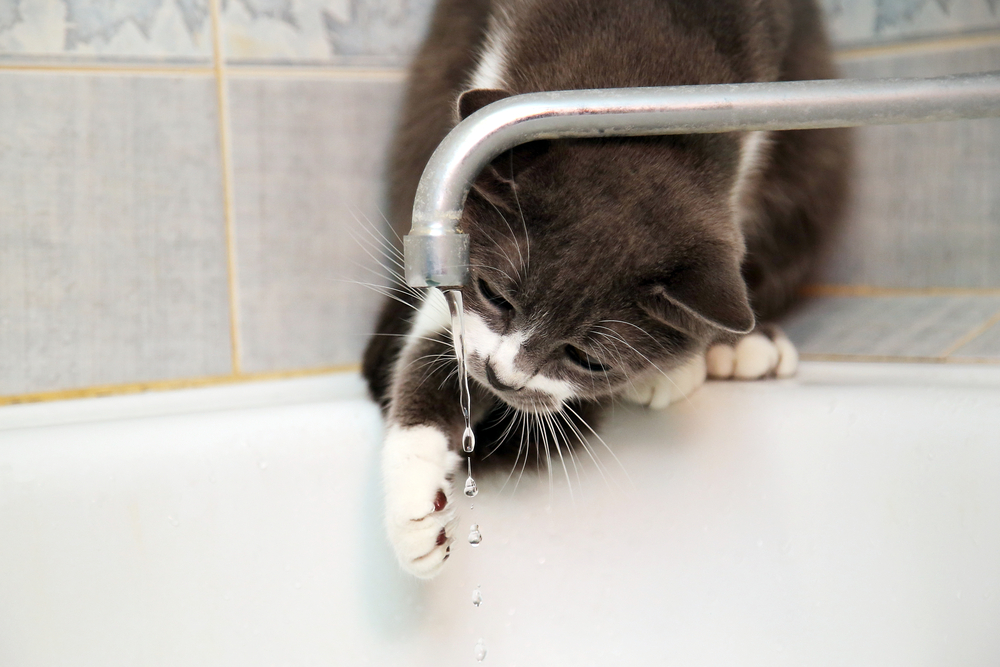 Kočka si hraje s vodou