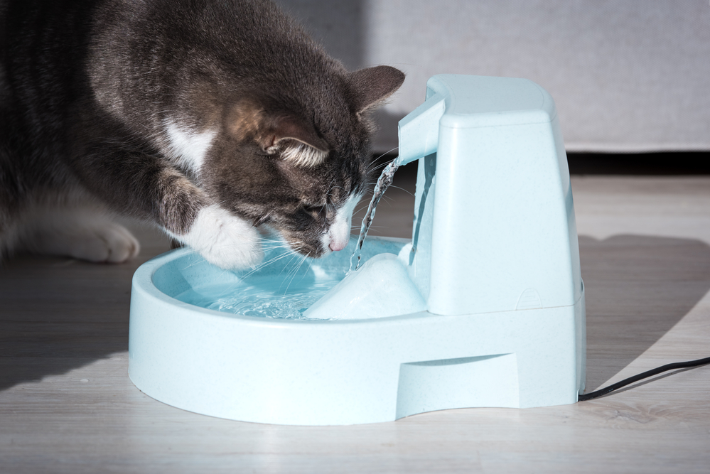 Kočka pije z kočíčí fontány