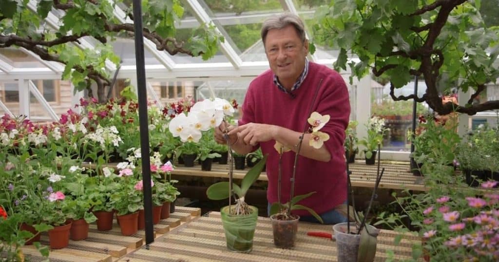 Napadlo vás někdy, že lžička cukru dokáže rozkvést vaše orchideje jako nikdy předtím? Pokud vám rostlina nekvete, zkuste to.