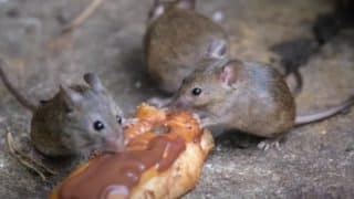 Myši zmizí hromadně a už se nikdy nevrátí. Odpudí je sádra, mouka a sůl