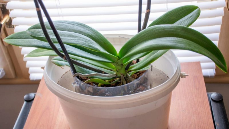 orchidej kbelik voda