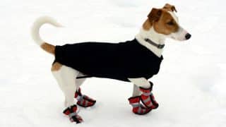 Pravidla venčení psa v mrazu: Procházka by neměla být delší než 10 minut, pozor na sůl a led