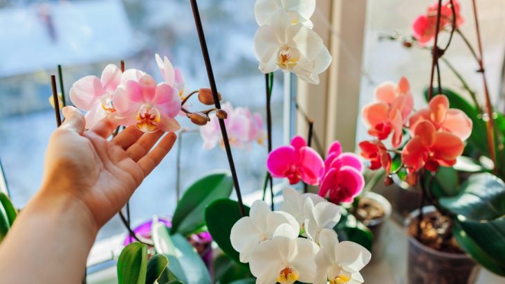 pěstování orchidejí