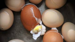 Už žádná popraskaná vejce: Do hrnce stačí přidat trochu oleje nebo soli. Důležité je také vkládat je až do vroucí vody