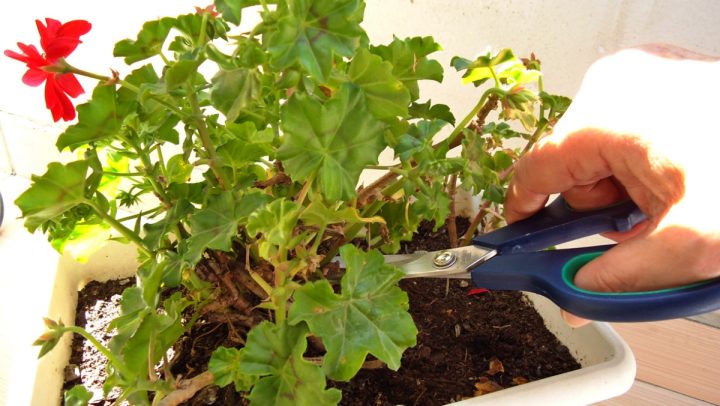 prorezavat pelargonie muskaty
