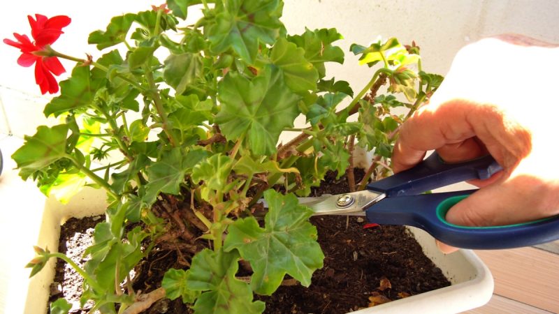 prorezavat pelargonie muskaty