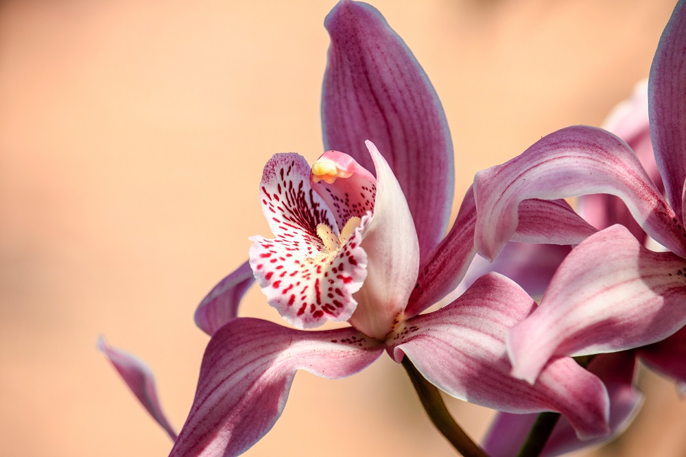 vykvetlá růžová orchidej