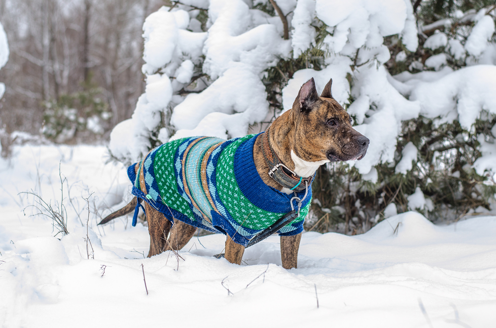 Pes v oblečku na sněhu