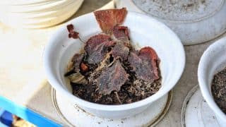 Postaví na nohy oslabené rostliny i sazeničky: Bramborový škrob je přírodním hnojivem za hubičku
