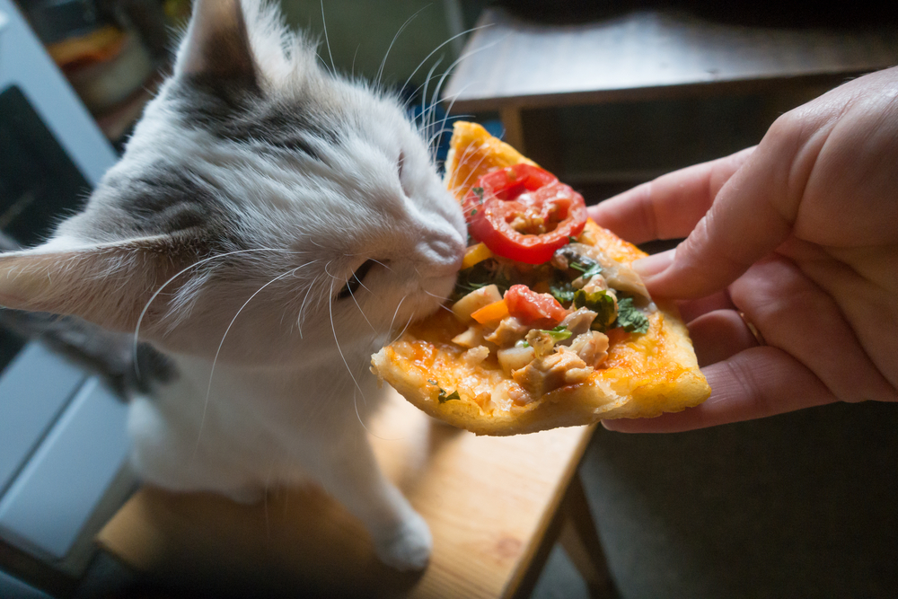Kočka jí pizzu