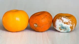mandarinka faze plesniveni