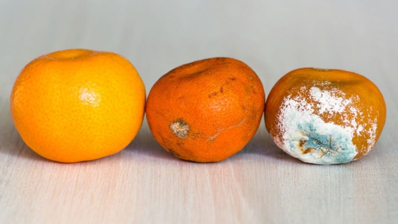 mandarinka faze plesniveni