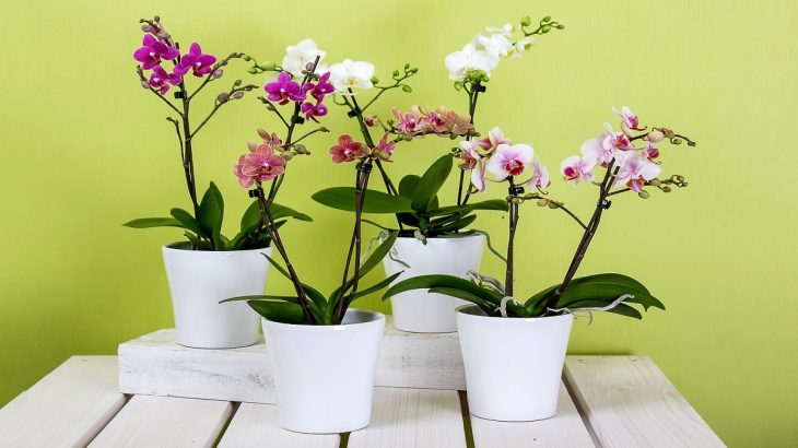 orchideje v květináči