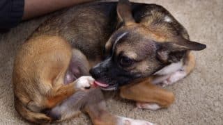 Proč si pes neustále olizuje tlapky: Může za tím být zranění, ale i blechy nebo závažná infekce
