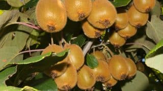 pestovani kiwi plody