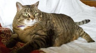 Nadváha může být pro kočky nebezpečná: Jak ji poznat a přimět mazlíčka zhubnout