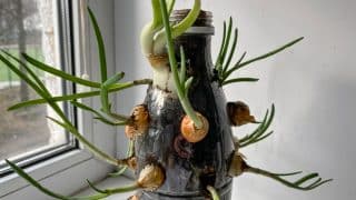 Pěstování jarní cibulky na parapetu: Z plastové láhve se za 5 minut dá vytvořit záhon pro 100 cibulí