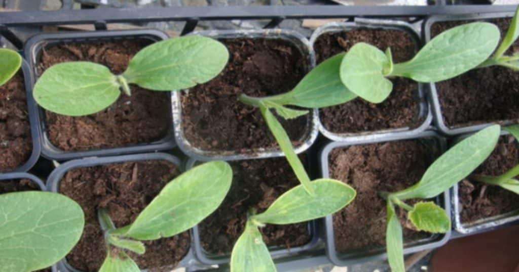 pestovat sazenicky hlina