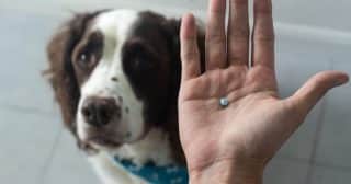 Jak psovi podat lék, když ho odmítá: Metody, které fungují na každého