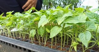 Jak si zajistit bohatou úrodu okurek: Zkušení zahradníci semínka před setím namáčí do teplé vody