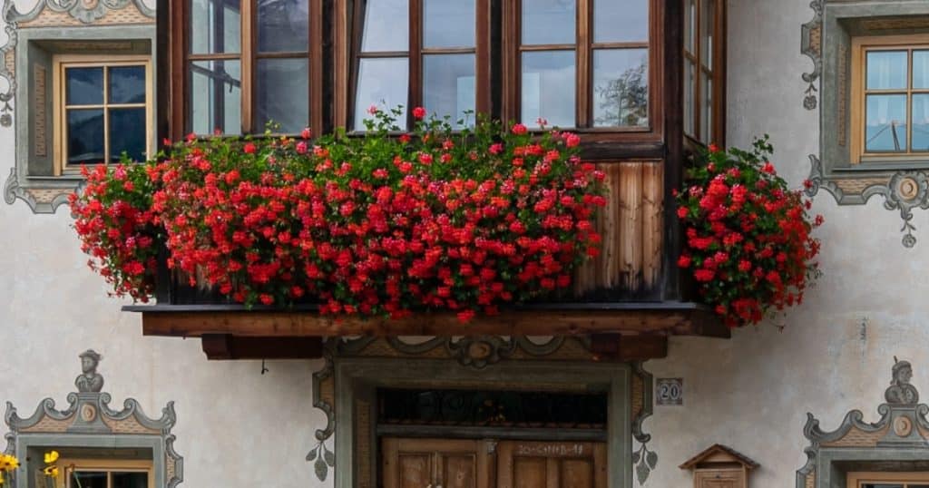 cervene muskaty balkon