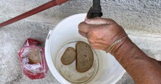 K bujnému kvetení hortenzie dopomůže obyčejný chleba