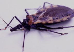 Triatominae neboli Kissing Bug