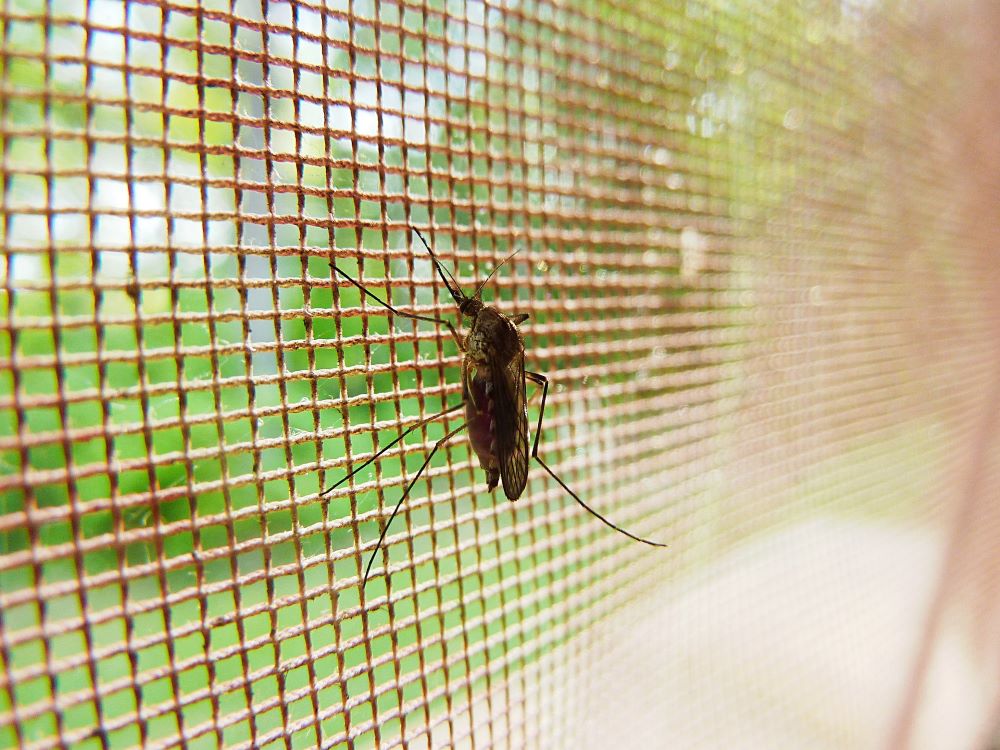Komár nemůže přes síť proti jmyzu